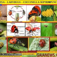 Το σαρκοβόρο έντομο πασχαλίτσα ή λαμπρίτσα – Γράφει η Μάρθα Στ. Καπλάνογλου, Γεωπόνος Τεχνολόγος