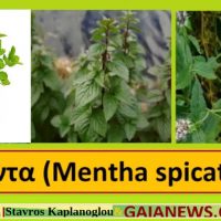 Η μέντα και οι ιατροφαρμακευτικές της ιδιότητες – Γράφει ο γεωπόνος Σταύρος Καπλάνογλου