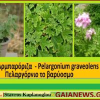 Η αρμπαρόριζα και οι ιατροφαρμακευτικές της ιδιότητες – Του Σταύρου Π. Καπλάνογλου