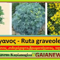Το φυτό απήγανος και οι ιατροφαρμακευτικές του ιδιότητες – Του Σταύρου Καπλάνογλου