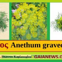 Ο άνηθος και οι ιατροφαρμακευτικές του ιδιότητες – Του Σταύρου Π. Καπλάνογλου, Γεωπόνου