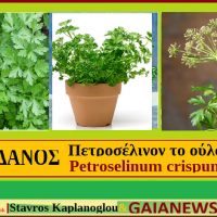 Ο μαϊντανός και οι ιατροφαρμακευτικές του ιδιότητες – Του Γεωπόνου Σταύρου Καπλάνογλου