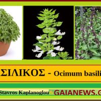 Ο βασιλικός και οι ιατροφαρμακευτικές του ιδιότητες – Του Γεωπόνου Σταύρου Καπλάνογλου