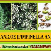 Ο γλυκάνισος και οι θεραπευτικές του ιδιότητες και ενδείξεις – Του Σταύρου Π. Καπλάνογλου, Γεωπόνου