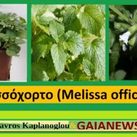 Το μελισσόχορτο και οι ιατροφαρμακευτικές του ιδιότητες – Του Σταύρου Π. Καπλάνογλου, Γεωπόνου