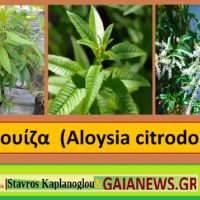 Η λουίζα και οι ιατροφαρμακευτικές της ιδιότητες – Του Σταύρου Π. Καπλάνογλου Γεωπόνου