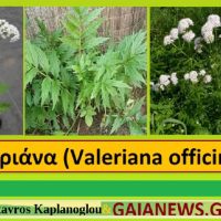 Η βαλεριάνα και οι ιατροφαρμακευτικές της ιδιότητες – Του γεωπόνου Σταύρου Καπλάνογλου