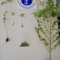 Συνελήφθη 52χρονος στην Πτολεμαΐδα για καλλιέργεια δενδρυλλίων κάνναβης