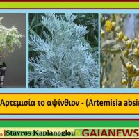 Η Αψιθιά και οι ιατροφαρμακευτικές της ιδιότητες – Του Σταύρου Καπλάνογλου
