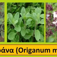 Η μαντζουράνα και οι ιατροφαρμακευτικές της ιδιότητες – Του Σταύρου Π. Καπλάνογλου