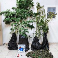 Συνελήφθη 56χρονος σε περιοχή της Εορδαίας Κοζάνης για καλλιέργεια δενδρυλλίων κάνναβης και κατοχή ναρκωτικών