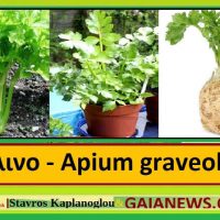 Το σέλινο και οι ιατροφαρμακευτικές του ιδιότητες – Του Σταύρου Καπλάνογλου