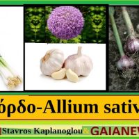 Το σκόρδο και οι ιατροφαρμακευτικές του ιδιότητες – Του Γεωπόνου Σταύρου Καπλάνογλου