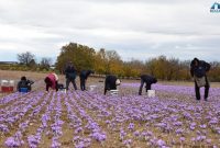 Η συγκομιδή και επεξεργασία του κρόκου Κοζάνης – Βίντεο του Σταύρου Καπλάνογλου