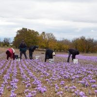 Η συγκομιδή και επεξεργασία του κρόκου Κοζάνης – Βίντεο του Σταύρου Καπλάνογλου