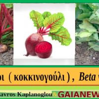 Τα παντζάρια και οι ιατροφαρμακευτικές τους ιδιότητες – Του Σταύρου Καπλάνογλου