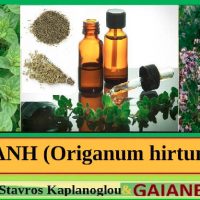 Η ρίγανη και οι ιατροφαρμακευτικές της ιδιότητες – Του Σταύρου Π. Καπλάνογλου Γεωπόνου