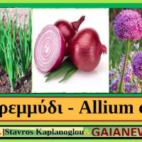 Τα διατροφικά οφέλη του κρεμμυδιού και οι ιατροφαρμακευτικές του ιδιότητες – Του Σταύρου Καπλάνογλου