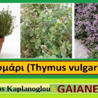 Το θυμάρι και οι ιατροφαρμακευτικές του ιδιότητες – Του Σταύρου Π. Καπλάνογλου
