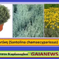 Η λεβαντίνη και οι ιατροφαρμακευτικές της ιδιότητες – Του Σταύρου Καπλάνογλου