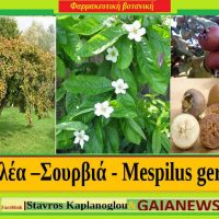 Μεσπιλέα ή Σουρβιά: Τα διατροφικά οφέλη και οι ιατροφαρμακευτικές ιδιότητες – Του Σταύρου Καπλάνογλου