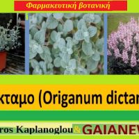 Το δίκταμο και οι ιατροφαρμακευτικές του ιδιότητες – Του Σταυρού Π. Καπλάνογλου Γεωπόνου