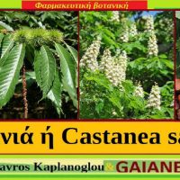 Η Καστανιά: Διατροφικά οφέλη και ιατροφαρμακευτικές ιδιότητες – Του Σταύρου Καπλάνογλου
