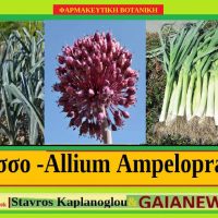 Τα οφέλη του πράσου και οι ιατροφαρμακευτικές του ιδιότητες – Του Σταύρου Καπλάνογλου