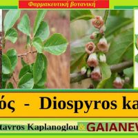 Ο λωτός, η διατροφική αξία και οι ιατροφαρμακευτικές του ιδιότητες – Του Σταύρου Καπλάνογλου