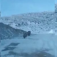 Σιάτιστα: Νεαροί έπεσαν πάνω σε αρκούδα με τα αρκουδάκια της – Δείτε το βίντεο