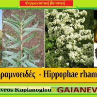 Ιπποφαές το ραμνοειδές: Διατροφικά οφέλη και ιατροφαρμακευτικές ιδιότητες – Του Σταύρου Π. Καπλάνογλου Γεωπόνου