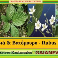 Τα διατροφικά οφέλη και οι ιατροφαρμακευτικές ιδιότητες του βατόμουρου – Γράφει ο Γεωπόνος Σταύρος Καπλάνογλου