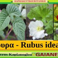 Τα σμέουρα και οι ιατροφαρμακευτικές τους ιδιότητες – Του γεωπόνου Σταύρου Π. Καπλάνογλου