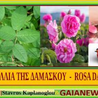 Αλησμόνητες Πατρίδες: Η τριανταφυλλιά που στήριξε την οικονομία των Ελλήνων της Σπάρτης Πισιδίας έως το 1922 – Του Σταύρου Καπλάνογλου