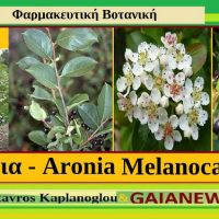 Η αρώνια, τα διατροφικά οφέλη και οι ιατροφαρμακευτικές της ιδιότητες – Του γεωπόνου Σταύρου Καπλάνογλου