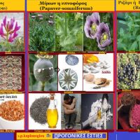 Σπάρτη Πισιδίας: Τρία φυτά με οικονομικό ενδιαφέρον στην Σπάρτη των Ελλήνων της Μ. Ασίας στην περίοδο 1850-1922 – Του Σταύρου Π. Καπλάνογλου