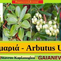 Η κουμαριά και οι φαρμακευτικές της ιδιότητες – Του γεωπόνου Σταύρου Καπλάνογλου