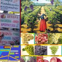 Βίντεο: Άσπερμες ποικιλίες σταφυλιών – Της Γεωπόνου Μάρθας Στ. Καπλάνογλου