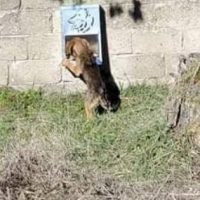 Τοποθέτηση δοχείων σίτισης αδέσποτων ζώων συντροφιάς στον Δήμο Βοΐου