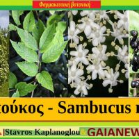 Ο Σαμπούκος και οι φαρμακευτικές του ιδιότητες – Του γεωπόνου Σταύρου Καπλάνογλου