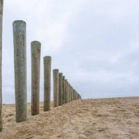 Έντομα, μύκητες & καιρικές συνθήκες: Πώς αμύνεται το ξύλο;