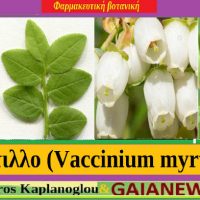Τα διατροφικά οφέλη και οι ιατροφαρμακευτικές ιδιότητες του μύρτιλλου – Του γεωπόνου Σταύρου Καπλάνογλου