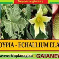 Η πικραγγουριά και οι ιατροφαρμακευτικές της ιδιότητες – Του γεωπόνου Σταύρου Π. Καπλάνογλου