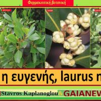 Δάφνη η ευγενής: Διατροφικά οφέλη και ιατροφαρμακευτικές ιδιότητες – Του Σταύρου Π. Καπλάνογλου, γεωπόνου
