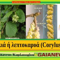 Φουντουκιά ήμερη ή λεπτοκαρυά: Διατροφικά οφέλη και ιατροφαρμακευτικές ιδιότητες – Του  γεωπόνου Σταύρου Π. Καπλάνογλου