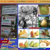 Ποικιλίες αχλαδιάς – Της Μάρθας Στ. Καπλάνογλου Γεωπόνου