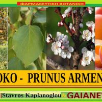 Βερίκοκο: Διατροφικά οφέλη και ιατροφαρμακευτικές ιδιότητες – Του Σταυρού Π. Καπλάνογλου, Γεωπόνου