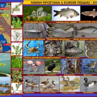 Η λίμνη της Πρόστανας Πισιδίας – Η χλωρίδα και η πανίδα της – Του Σταυρού Π. Καπλάνογλου