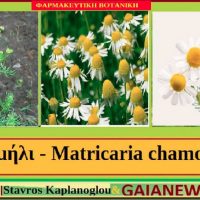 Χαμομήλι: Διατροφικά οφέλη και ιατροφαρμακευτικές ιδιότητες – Του Σταύρου Π. Καπλάνογλου, γεωπόνου