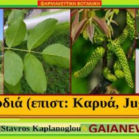 Τα διατροφικά οφέλη και οι ιατροφαρμακευτικές ιδιότητες της καρυδιάς – Του γεωπόνου Σταύρου Καπλάνογλου